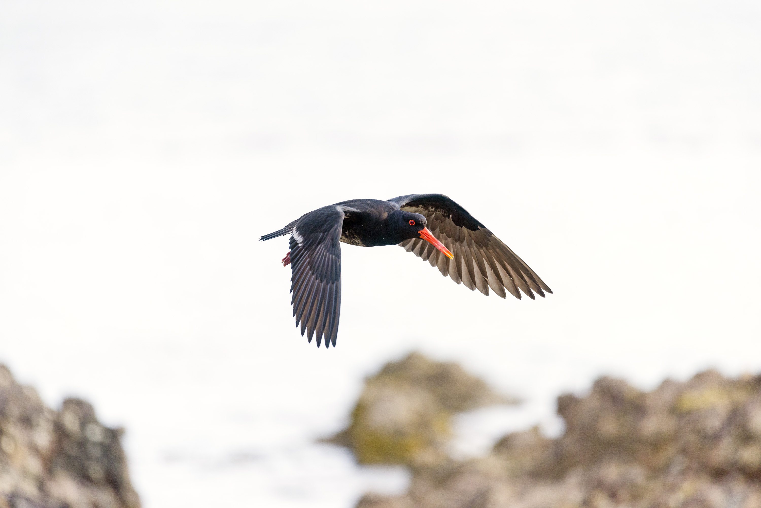 Noisy Guardians of the Water Ways - intoBirds