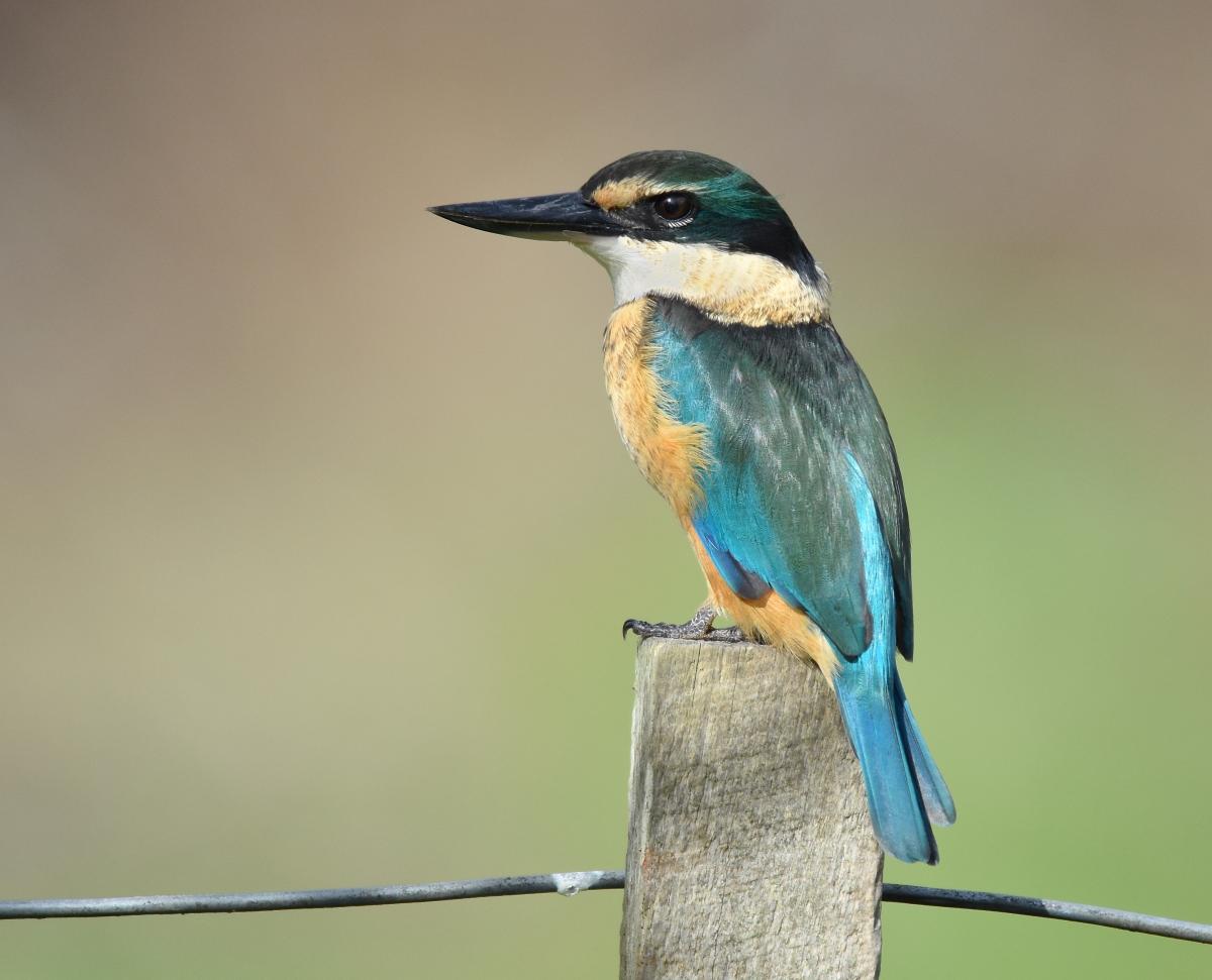 Bird Watching - Helena Bay